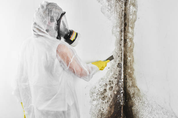 Best Same-Day Mold Removal  in Rancho Palos Verdes, CA