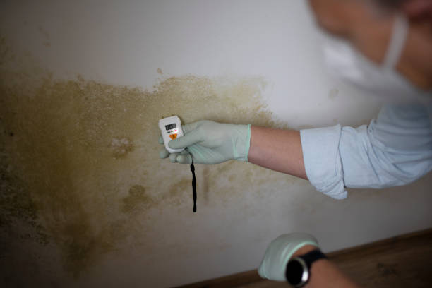 Best Office Mold Removal Services  in Rancho Palos Verdes, CA