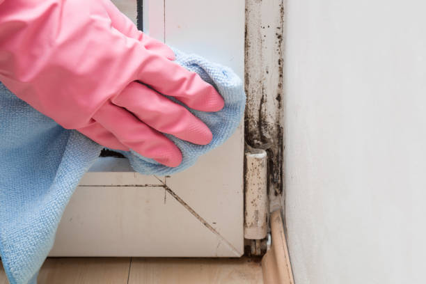 Best Local Mold Removal Service  in Rancho Palos Verdes, CA