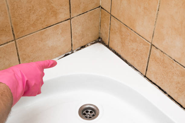 Best Toxic Mold Removal  in Rancho Palos Verdes, CA